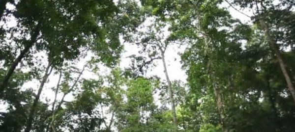 Un logiciel gratuit pour améliorer la surveillance des forêts