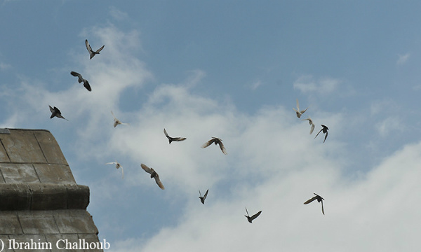 L'IMAGE DU JOUR: Pigeons