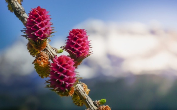 Festival des Jardins à l'Arboretum de Roure