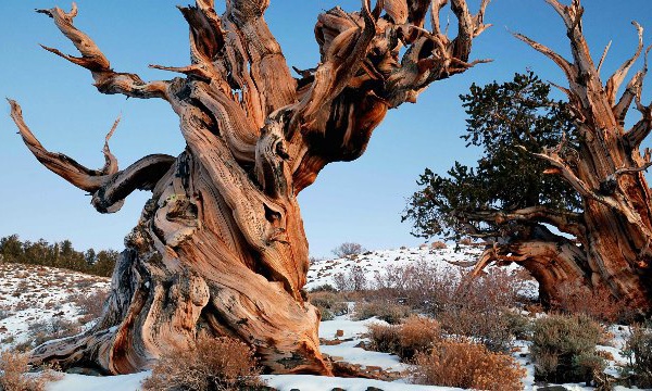 Les aventures de Léon Camay - 81