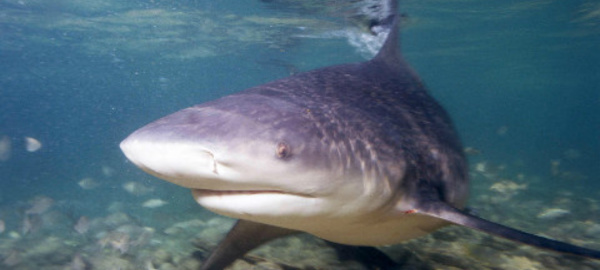 Ile de la Réunion: quelles solutions pour se protéger des requins?