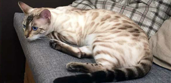 Les cafés à chats font des émules à Nice