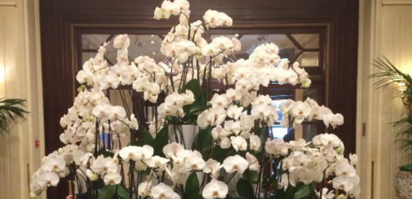 Du luxe émotionnel dans l’hôtellerie internationale de prestige