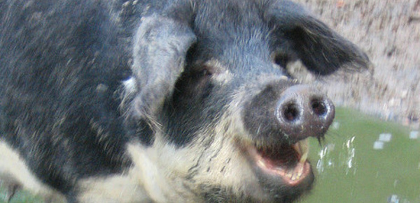 Un élevage où il fait bon vivre