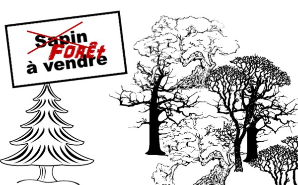 La France vend ses forêts