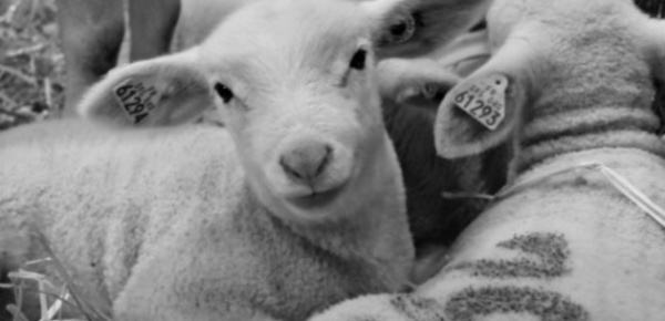 Une ferme géante à Metz-Métropole