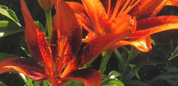 Sépulture: les Français se tournent vers l’incinération