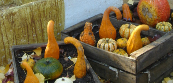 A découvrir, le potager du Domaine de Chaumont-sur-Loire