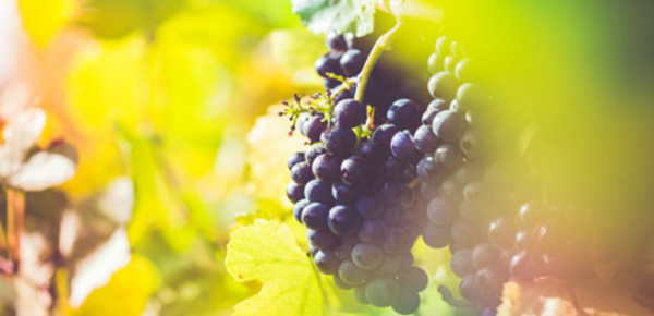 Réchauffement climatique: Quel avenir pour le vignoble bordelais?