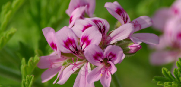 Des plantes contre l'acné