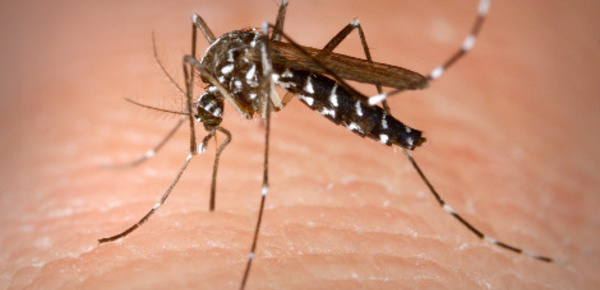 Le vaccin contre la dengue