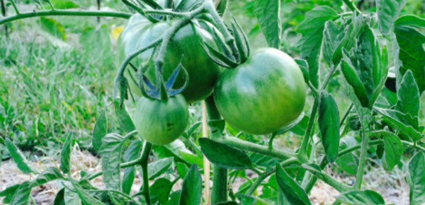 Une idée pour le jardin, la culture sur buttes