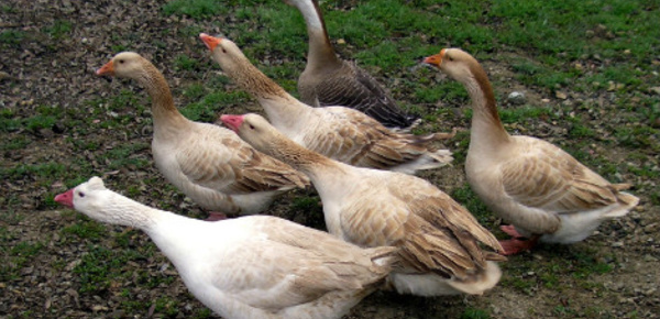 Épidémie de grippe aviaire dans le sud-ouest de la France