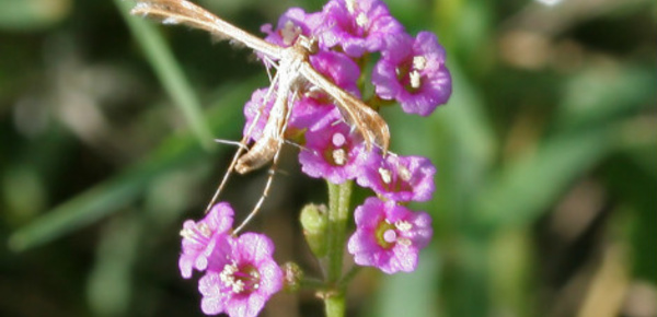La Punarnava, une plante anti-âge ayurvédique