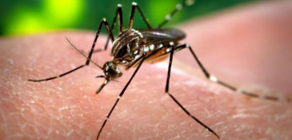 Zika: propagation explosive en Martinique 