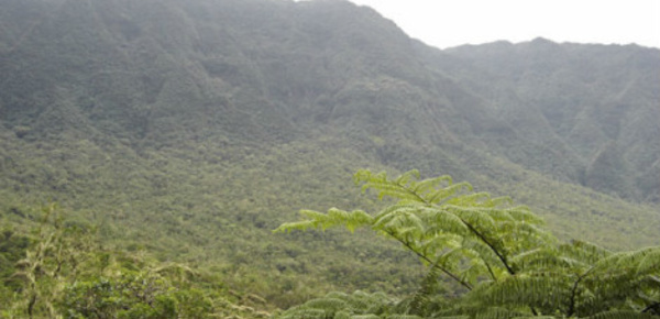 L'île du nomade bafoué, l'île de la Réunion