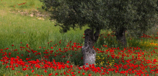 Ce que les petites fleurs des champs révèlent...