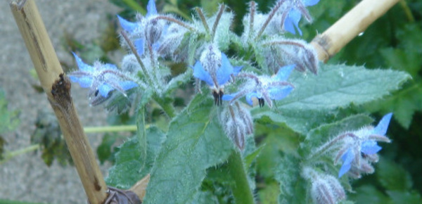 Les huiles végétales en renfort de la peau