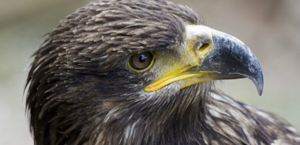 Rapaces contre drones, un combat aérien prend forme aux Pays-Bas