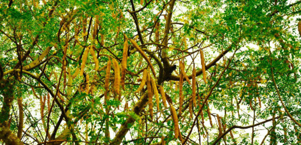 Le moringa, un arbre aux vertus miraculeuses
