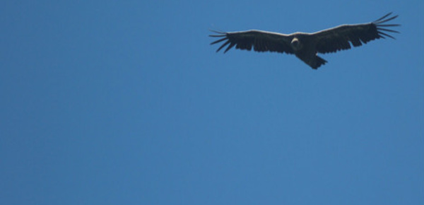 Argentine et fonds vautours, fin d'un feuilleton judiciaire