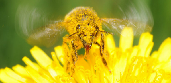 Biodiversité: les députés au secours des abeilles