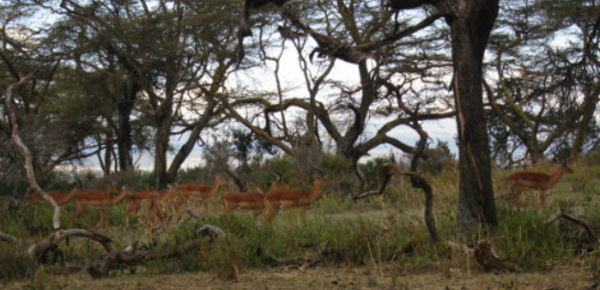 Nord-Kivu: des groupes armés font la loi dans le Parc National des Virunga