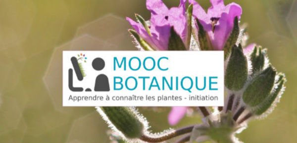 Connaissez-vous cette fleur?