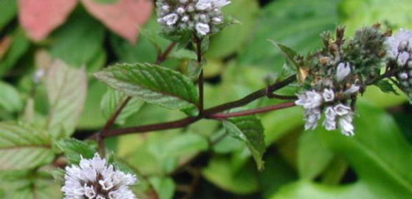 Des plantes contre les gaz