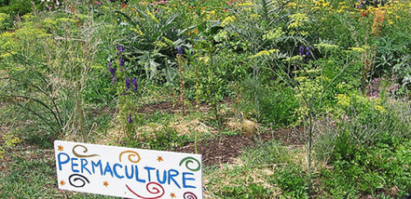 Permaculture, deuxième partie: dogme ou science?