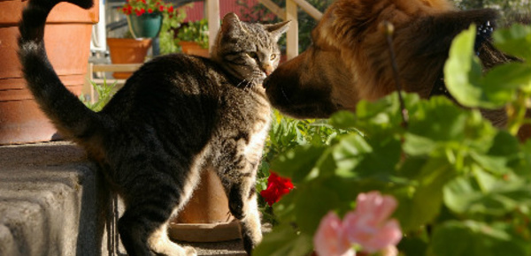 Des plantes pour les petits bobos pour nos compagnons à poils