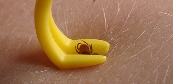 Au printemps, ne détourne pas ton attention 