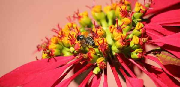 Projet de loi biodiversité: des ambitions largement revues à la baisse