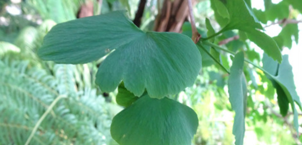 Le ginkgo, mille écus et mille vertus