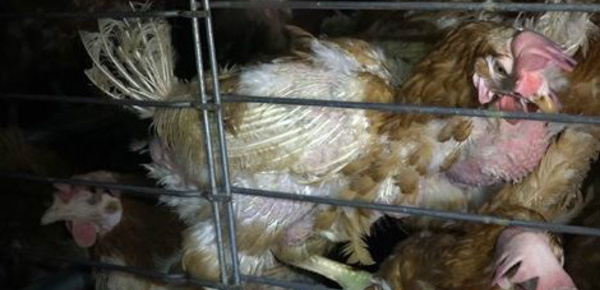 SOS poules en détresse