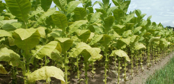 Indonésie: les enfants victimes de l’industrie du tabac