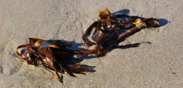 Les bienfaits des algues