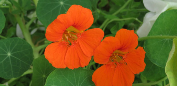 Les plantes compagnes