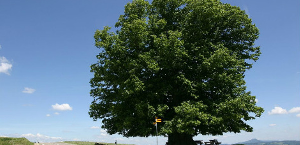 Planter des arbres pour demain