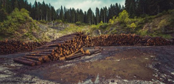 En 2015, un défenseur de l’environnement tué tous les deux jours - 1