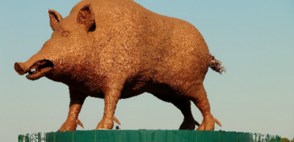 Woinic, le "plus grand sanglier du monde" fête ses huit ans
