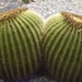 Cactus Cactus