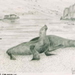 phoques des îles Galapagos, encre sur papier, 21X29, sbd 11 11 92.jpg phoques des îles Galapagos, encre sur papier, 21X29, sbd 11 11 92.jpg