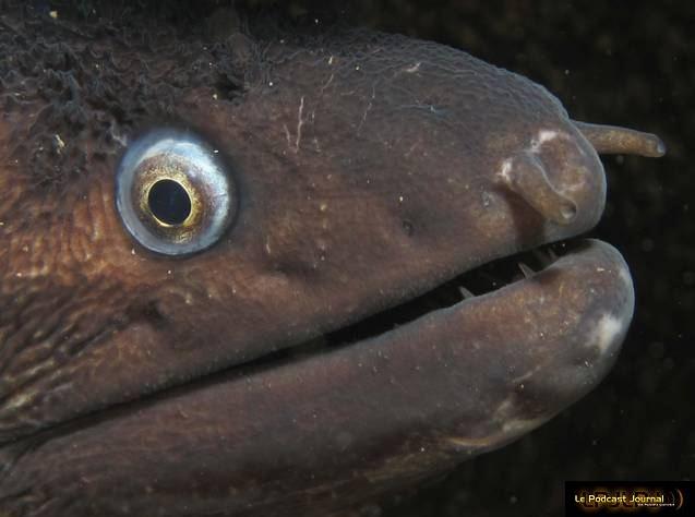 1er prix compact_Mr Lecomte-.jpg