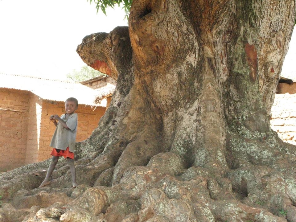 Un arbre centenaire à Uvira. Un arbre centenaire à Uvira.