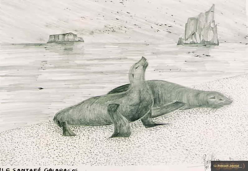 phoques des îles Galapagos, encre sur papier, 21X29, sbd 11 11 92.jpg phoques des îles Galapagos, encre sur papier, 21X29, sbd 11 11 92.jpg